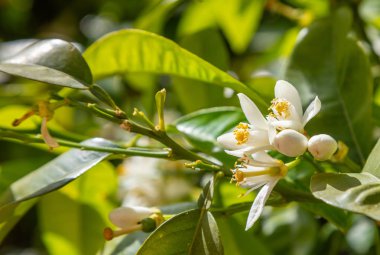 Güneş ışığı altında portakal ağacı çiçekleri closeup görünümü, yeşil arka plan