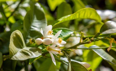 Güneş ışığı altında portakal ağacı çiçekleri closeup görünümü, yeşil arka plan