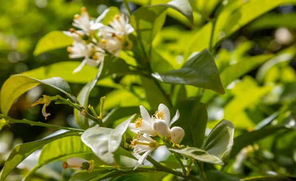 Orange tree flowers under sunlight closeup view, green background