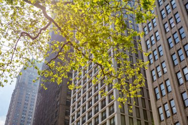 New York, Manhattan. Yüksek binalar mavi gökyüzü arka plan, ilkbaharda güneşli bir gün karşı aşağıdan görünümü