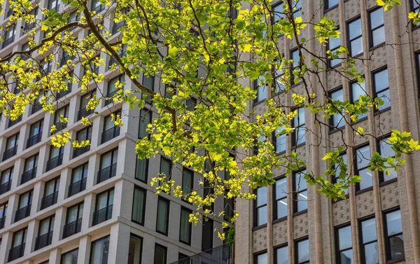 Нью-Йорк, центр Манхэттена, весна. Небоскрёбы за свежей листвой деревьев — стоковое фото