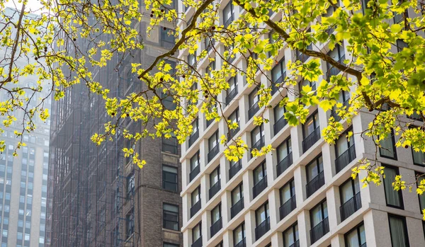 Νέα Υόρκη, Μανχάταν στο κέντρο, άνοιξη. Πίσω από φρέσκα φυλλώματα δέντρων — Φωτογραφία Αρχείου