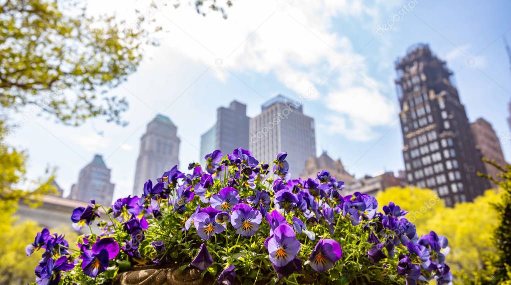 New York, Manhattan. High buildings and purple pansies against blue sky background, sunny day in spring