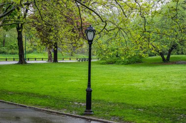 Central Park, New York'ta yağmur yağıyor. Bahar taze ağaç yaprakları ve yeşil çim