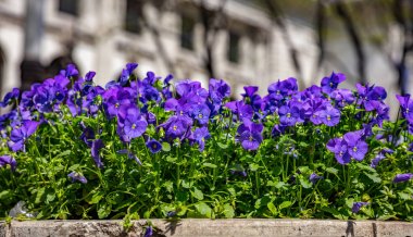 Bir tencerede mavi mor renk pansies, güneşli bahar günü. New York sokakları şehir.