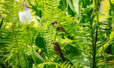 Bryant Park, New York'ta iki serçe. Taze yeşil yeşillik, güneşli bahar günü