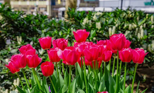 Vörös tulipánok a Blur zöld háttér, napos tavaszi napon — Stock Fotó
