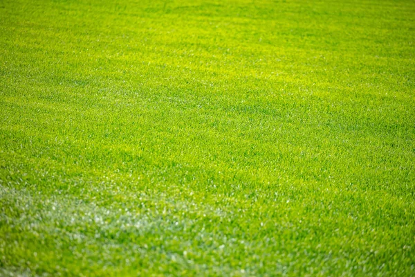 Grönt gräs bakgrund, textur, solig vårdag. — Stockfoto