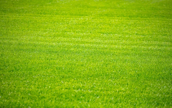 Grönt gräs bakgrund, textur, solig vårdag. — Stockfoto