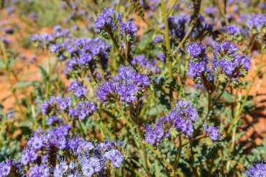 Phacelia blooming background. Monument Valley desert, Tribal Park, USA. clipart
