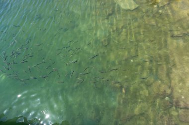 Kirlilik kavramı. Tehlikeli sıvı ortamda hayatta kalmaya çalışan balıklar ile petrol deniz sızıntısı