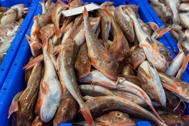 Rotterdam Hollanda'da bir mağaza ekranda satılık taze balık kırmızı kefal, barbun.