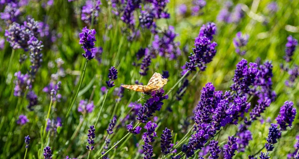 Lawendy kwiaty, widok zbliżenie motyl na kwiat lawendy wiosną — Zdjęcie stockowe