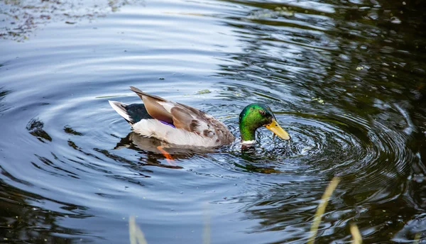 Duck male, green head swimming in a park pond in Rotterdam, Netherlands, closeup view