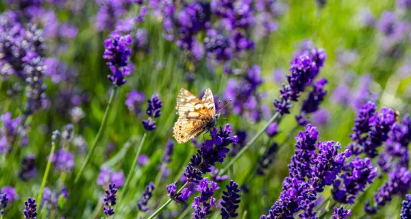 Lawendy kwiaty, widok zbliżenie motyl na kwiat lawendy wiosną — Zdjęcie stockowe