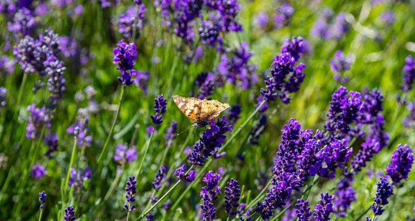 Lawendy kwiaty, widok zbliżenie motyl na kwiat lawendy wiosną — Zdjęcie stockowe