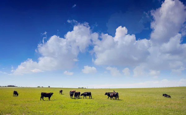 Vacas em um pasto, céu azul claro em um dia de primavera ensolarado, Texas, EUA . — Fotografia de Stock