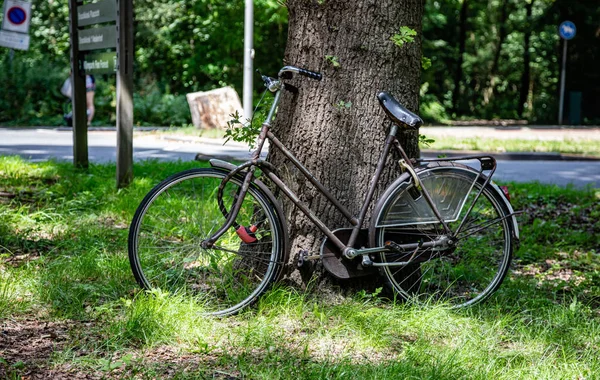 Rower pochylił się na pniu drzewa, Rotterdam City, Holandia — Zdjęcie stockowe