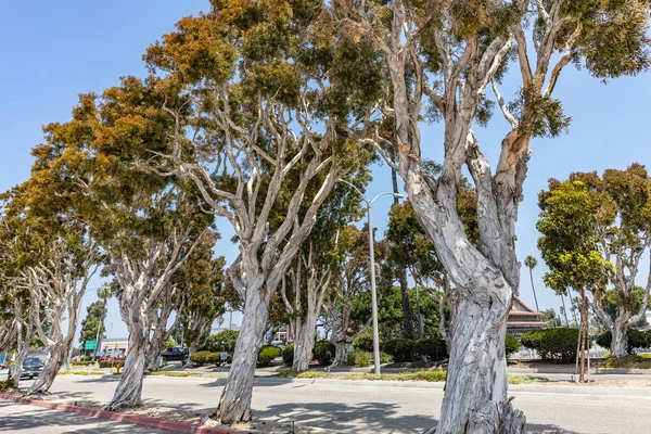 Eukalyptusbäume vor blauem Himmel. sonniger Frühlingstag — Stockfoto