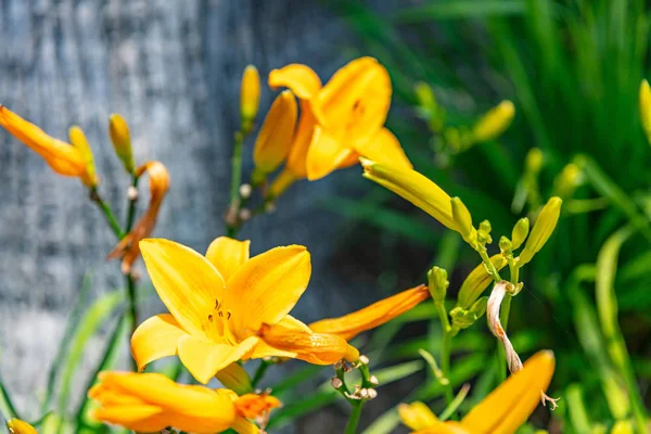Κίτρινο χρώμα φρέζια λουλούδια κοντινό πλάνο, Ηλιόλουστη μέρα άνοιξη — Φωτογραφία Αρχείου