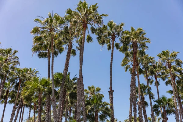 Palm trees against clear blue sky background. Sunny spring day — Stock Photo, Image