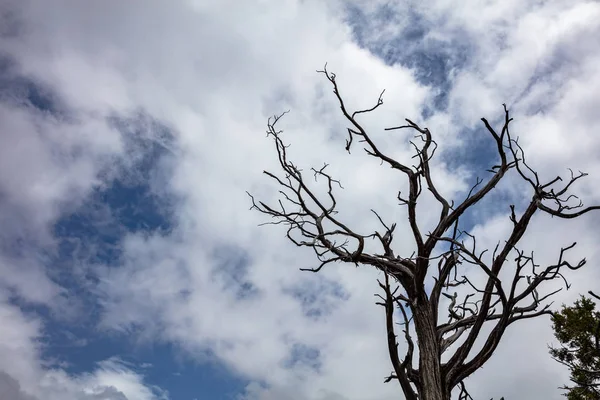 Mavi bulutlu gökyüzü arka plan karşı Ölü ağaç kuraklık, uzay kopyalamak — Stok fotoğraf