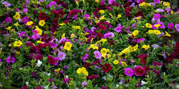Petunias flowers yellow and purple color in an open air market, Rotterdam Netherlands — Stock Photo, Image