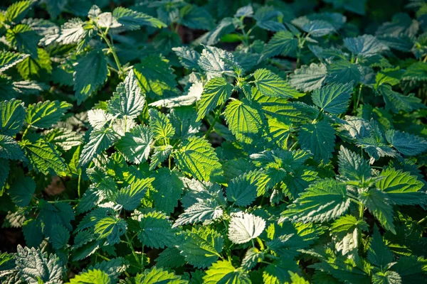 Closeup view of a nettle leaves green spring field background — Stock Photo, Image