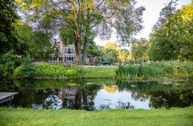 Ağaçların gölgeleri, göletteki yansımalar, güneşli bahar günü. Rotterdam, Hollanda.