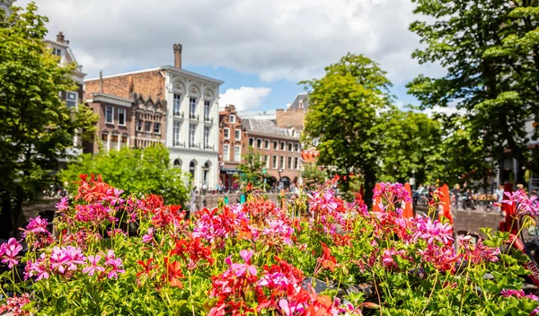 Utrecht Netherlands. Flowers blooming, blur buildings background, sunny spring day — Stock Photo, Image