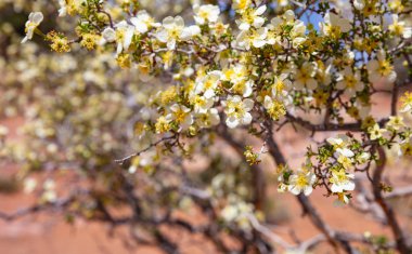 Desert plant with white and yellow color flowers, creosote bush or Larrea tridentata clipart