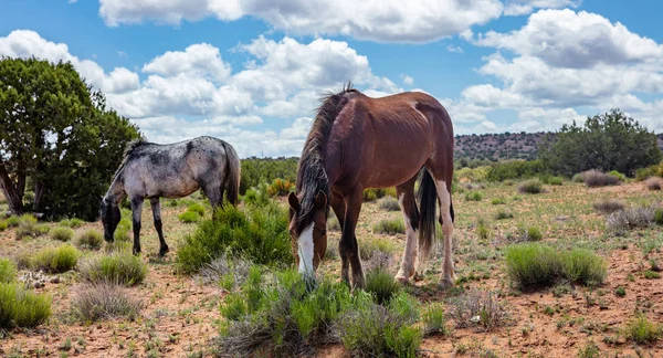 Divocí koně v inarizoně, Spojené státy americké. Oblast Canyon De Chelly Arizona, USA — Stock fotografie