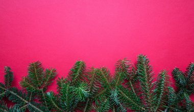 Kırmızı renk arka plan karşı köknar dal taze