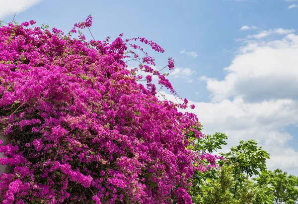 Růžová Fialová Bougainvillea Spectabilis Kvete Trnité Divoké Tropické Vinné Révy — Stock fotografie