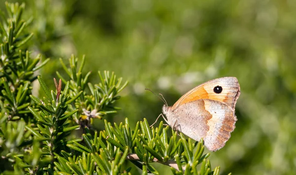 蝴蝶在新鲜迷迭香植物上的特写 模糊了绿色的自然背景 希腊农村的春天 — 图库照片