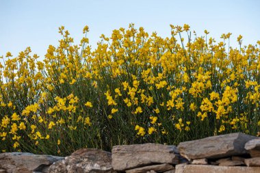 Spartium junceum, the Spanish broom, rush or weaver broom. Wild toxic and poisonous ornamental plant used as flavoring, for essential oil and dye clipart