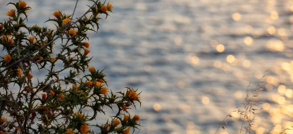 Gula Blommor Tistel Blommande Scolymus Hispanicus Oskärpa Havet Bakgrund Solnedgång — Stockfoto