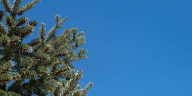 Temiz mavi gökyüzü arkaplanına karşı ladin ağacı parçası. Kozalaklı köknar dalı taze iğneler, her zaman yeşil olan bitkinin yakın görüntüsü. Uzayı kopyala, afiş.