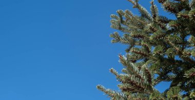 Temiz mavi gökyüzü arkaplanına karşı ladin ağacı parçası. Kozalaklı köknar dalı taze iğneler, her zaman yeşil olan bitkinin yakın görüntüsü. Uzayı kopyala, afiş.