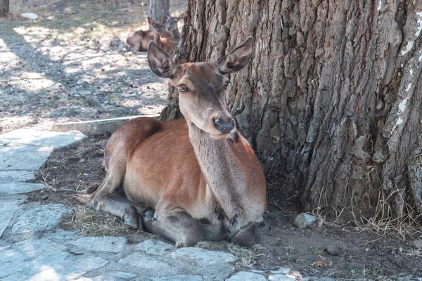 希腊帕尼塔森林山上的红鹿 Cervus Elaphus 野生雌性哺乳动物正在一棵树下的原生栖息地休息 等待被拍照 — 图库照片