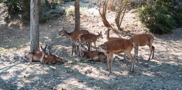 ギリシャのパルニータの森の山で 赤い女性の鹿やファン Cervus Elaphus 野生の哺乳類が生息地で木の下に眠っています 自然背景 — ストック写真