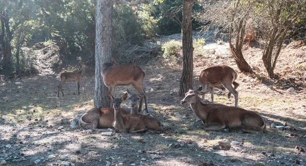 希腊帕尼塔森林山上的红雌鹿和小鹿Cervus Elaphus 野生哺乳动物在其原生栖息地的树下休息 自然背景 — 图库照片