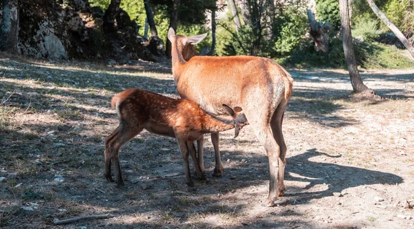 野生红鹿哺乳 Cervus Elaphus Doe Deer喂养一只在希腊帕尼塔森林山上的小鹿 妈妈正在用母乳喂她的孩子 大自然的背景 — 图库照片