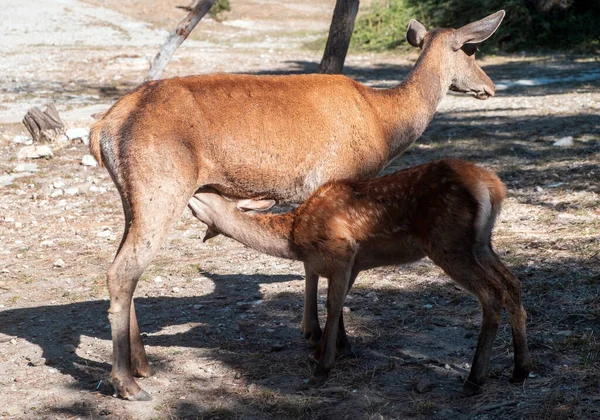 野生红鹿哺乳 Cervus Elaphus Doe Deer喂养一只在希腊帕尼塔森林山上的小鹿 妈妈正在用母乳喂她的孩子 大自然的背景 — 图库照片