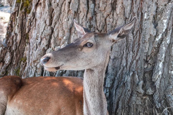 希腊帕尼塔森林山上的红鹿 Cervus Elaphus 在一棵树下的野生幼小的雌性哺乳动物正在观察它的原生栖息地 模糊的自然背景 — 图库照片
