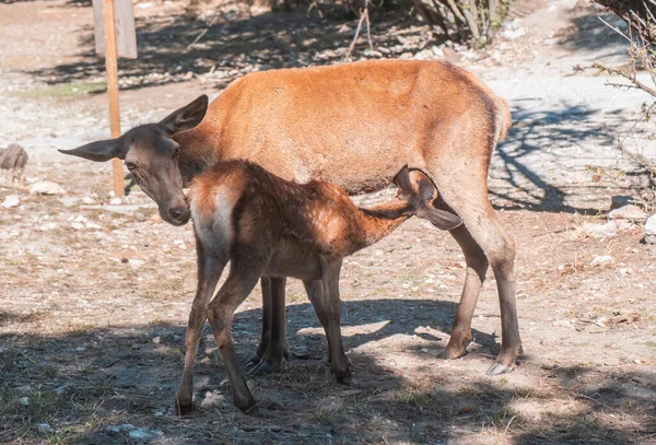 野生红鹿哺乳 Cervus Elaphus Doe Deer喂养一只在希腊帕尼塔森林山上的小鹿 妈妈正在用母乳喂她的孩子 大自然的背景 — 图库照片