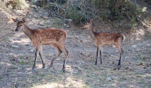 在希腊帕尼塔森林山上 红鹿猎鹿 Cervus Elaphus 野生哺乳动物在树下的原生栖息地 自然背景 — 图库照片