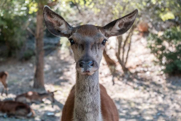 希腊帕尼塔森林山上的红鹿 Cervus Elaphus 野生的年轻的雌性哺乳动物看着摄像机 模糊的自然背景 — 图库照片