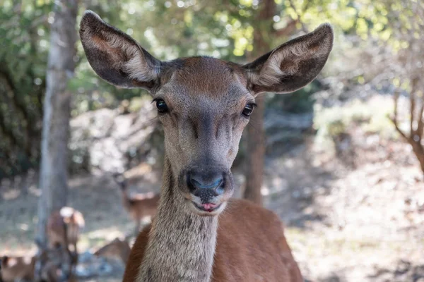 希腊帕尼塔森林山上的红鹿 Cervus Elaphus 野生的年轻的雌性哺乳动物看着摄像机 模糊的自然背景 — 图库照片