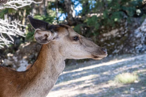 希腊帕尼塔森林山上的红鹿 Cervus Elaphus 在一棵树下的野生幼小的雌性哺乳动物正在观察它的原生栖息地 模糊的自然背景 — 图库照片